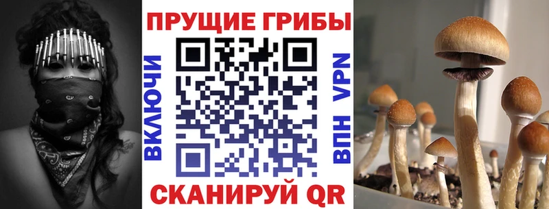 Псилоцибиновые грибы ЛСД  blacksprut как войти  Знаменск  как найти закладки 